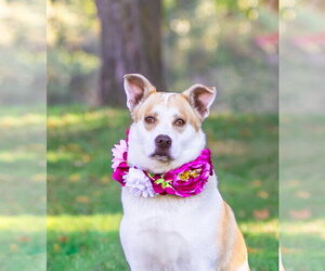 Ginger - Female Mutt Dog for Adoption