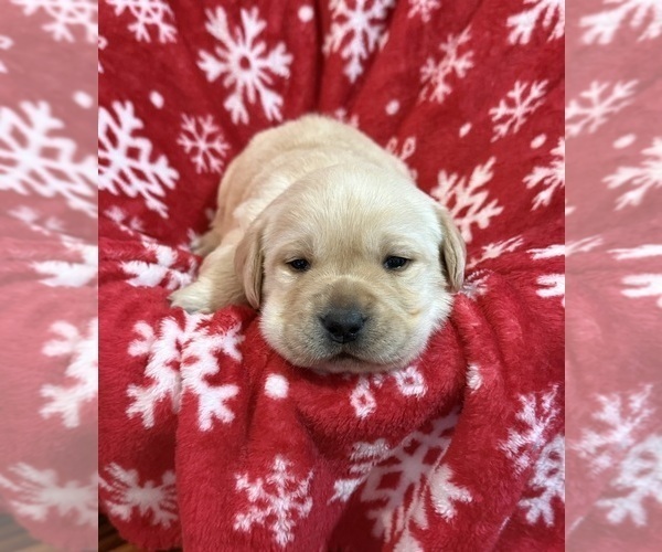 Medium Photo #5 Labrador Retriever Puppy For Sale in LELAND, NC, USA