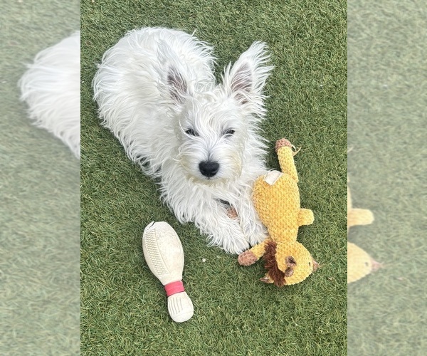 Medium Photo #7 West Highland White Terrier Puppy For Sale in PHOENIX, AZ, USA