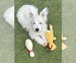 Small #6 West Highland White Terrier