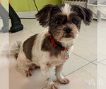 Lucero - Female Shih Tzu-Unknown Mix Dog for Adoption - Small photo