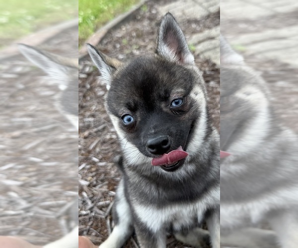 Medium Photo #16 Alaskan Klee Kai-Pomsky Mix Puppy For Sale in ATHENS, WI, USA