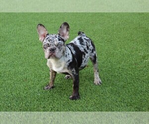 French Bulldog Puppy for Sale in CHANDLER, Arizona USA