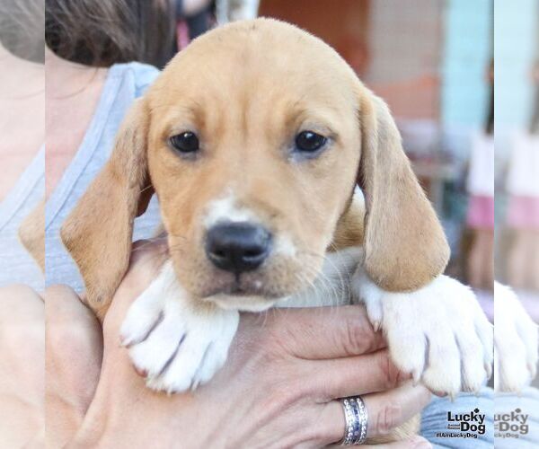 Medium Photo #4 Retriever -Unknown Mix Puppy For Sale in Washington, DC, USA