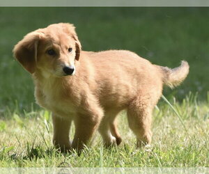 Golden Retriever-Unknown Mix Dogs for adoption in Mechanicsburg, PA, USA