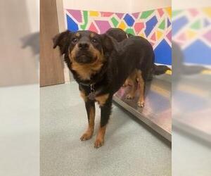 Australian Shepherd-Unknown Mix Dogs for adoption in Baytown, TX, USA