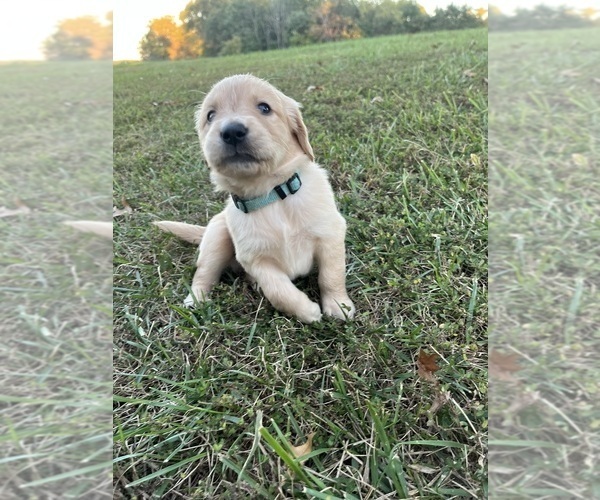 Medium Photo #4 English Cream Golden Retriever Puppy For Sale in CENTERTOWN, MO, USA