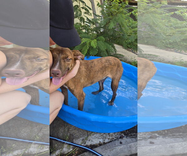 Medium Photo #1 Mutt Puppy For Sale in Jackson, MS, USA