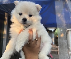 Pomeranian Puppy for sale in DAVIS, CA, USA