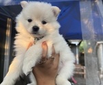 Small Pomeranian