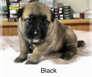 Belgian Malinois Puppy for sale in CORINTH, MS, USA