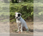 Small #1 Bulldog-Staffordshire Bull Terrier Mix