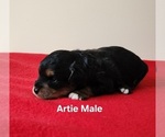 Puppy Artie Miniature Australian Shepherd-Poodle (Toy) Mix