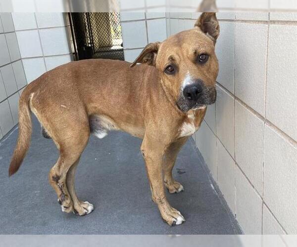 Medium Photo #2 Black Mouth Cur-Unknown Mix Puppy For Sale in Corpus Christi, TX, USA