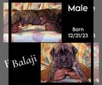 Puppy Balaji America Bandogge Mastiff-Cane Corso Mix