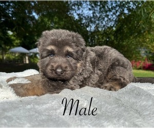 German Shepherd Dog Puppy for sale in RUSKIN, FL, USA