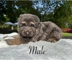 Image preview for Ad Listing. Nickname: Blossom Puppies