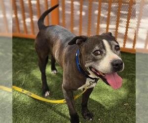 Mutt Dogs for adoption in Las Vegas, NV, USA