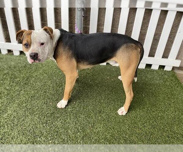 Medium Photo #1 Mutt Puppy For Sale in Modesto, CA, USA