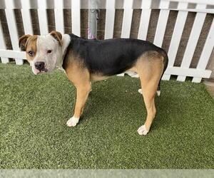 Mutt Dogs for adoption in Modesto, CA, USA