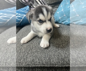 Siberian Husky Puppy for sale in MCDONOUGH, GA, USA