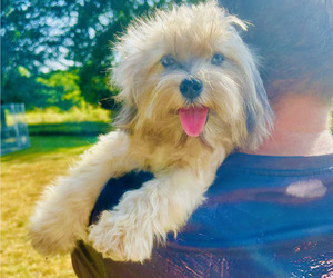 Aussiedoodle Miniature  Puppy for sale in BLUE SPRINGS, MO, USA