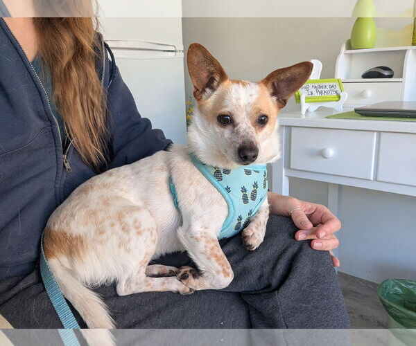 Medium Photo #4 Chihuahua-Unknown Mix Puppy For Sale in Arcadia, FL, USA