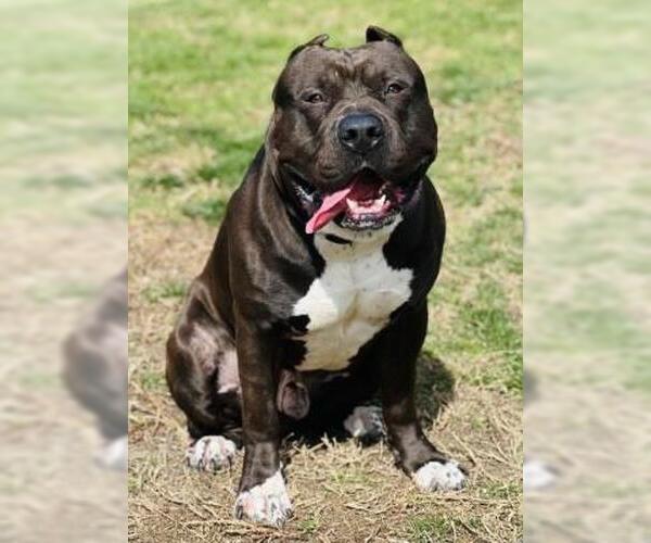 Medium Photo #4 American Pit Bull Terrier Puppy For Sale in Ventura, CA, USA