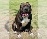 Small #3 American Pit Bull Terrier