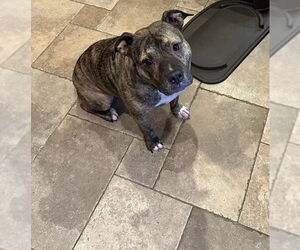 Princess - Female Staffordshire Bull Terrier-Unknown Mix Dog for Adoption - Photo #10