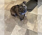 Small #9 Staffordshire Bull Terrier Mix