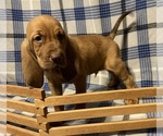 Small #5 Bloodhound