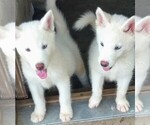Small Photo #7 Siberian Husky Puppy For Sale in TUCSON, AZ, USA