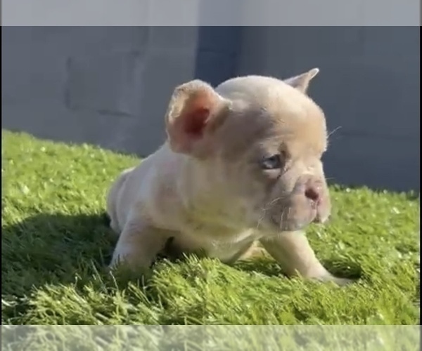 Medium Photo #3 French Bulldog Puppy For Sale in SAN MATEO, CA, USA