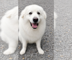 Small #9 Great Pyrenees