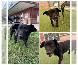 Mutt Dogs for adoption in San Antonio, TX, USA