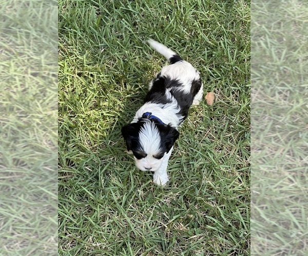 Medium Photo #5 Cavachon Puppy For Sale in GREENVILLE, MO, USA
