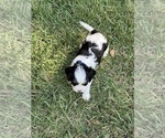 Small #4 Cavachon