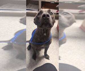 Staffordshire Bull Terrier-Unknown Mix Dogs for adoption in Pasadena, TX, USA