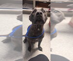 Small Staffordshire Bull Terrier Mix