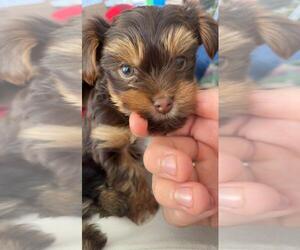 Yorkshire Terrier Puppy for sale in BATTLE GROUND, WA, USA