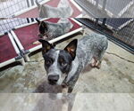 Small #9 Mutt