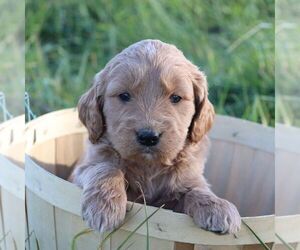 Goldendoodle Puppy for sale in CHAMBERSBURG, PA, USA