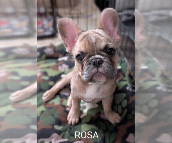 Medium Photo #5 French Bulldog Puppy For Sale in MCKINLEYVILLE, CA, USA