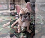 Small Photo #5 French Bulldog Puppy For Sale in MCKINLEYVILLE, CA, USA