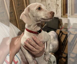 Mutt Dogs for adoption in San Antonio, TX, USA