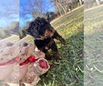 Small Photo #3 Cavapoo Puppy For Sale in SIMPSONVILLE, SC, USA