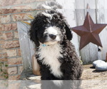 Small Photo #10 Bernedoodle Puppy For Sale in DUNDEE, OH, USA