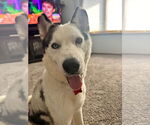 Small #12 Huskies  Mix