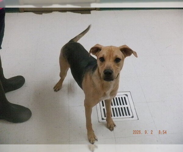Medium Photo #1 German Shepherd Dog-Unknown Mix Puppy For Sale in Oroville, CA, USA